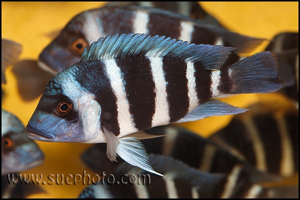 Cyphotilapia gibberosa 'Mikula'